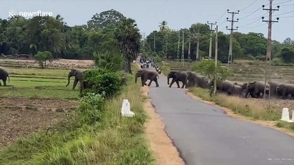 Elephants
