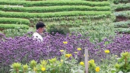Verbena Field